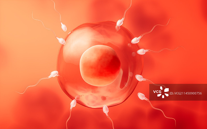 精子和卵细胞结合受精3D渲染图片素材