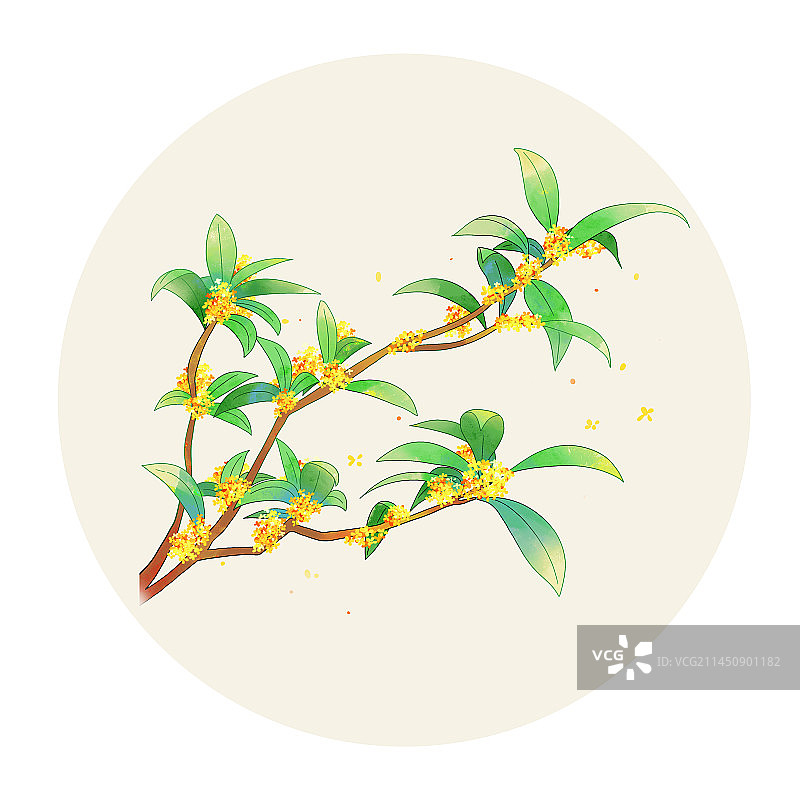 手绘水彩花卉桂花图片素材