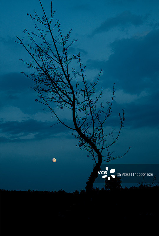 月下树稍图片素材