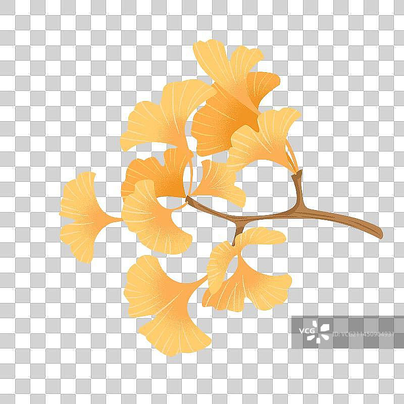 秋季银杏叶素材图片素材