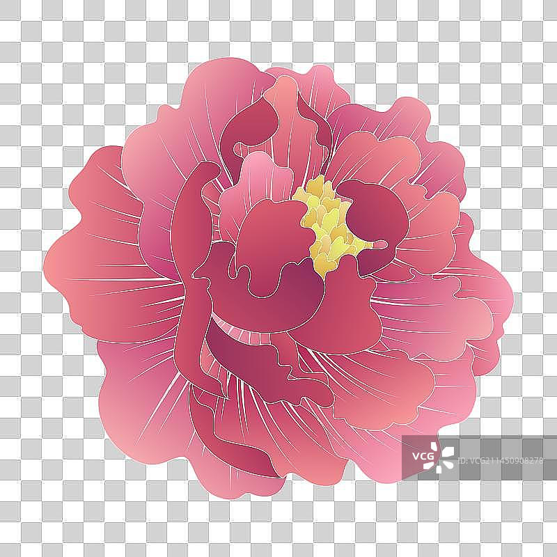 紫红色牡丹花图片素材