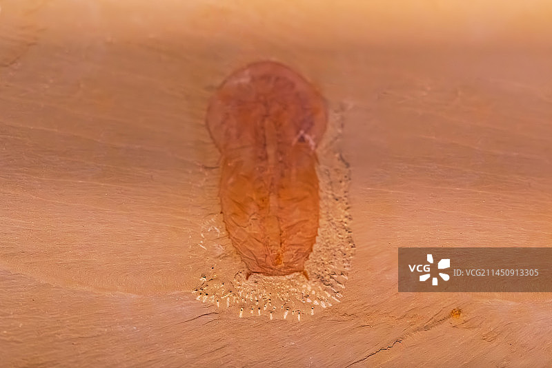 长尾纳罗虫、早寒武世、来自澄江生物群图片素材