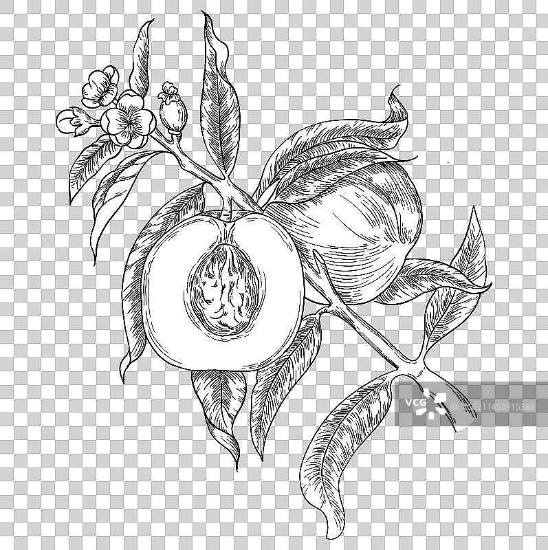 桃子线描插图图片素材