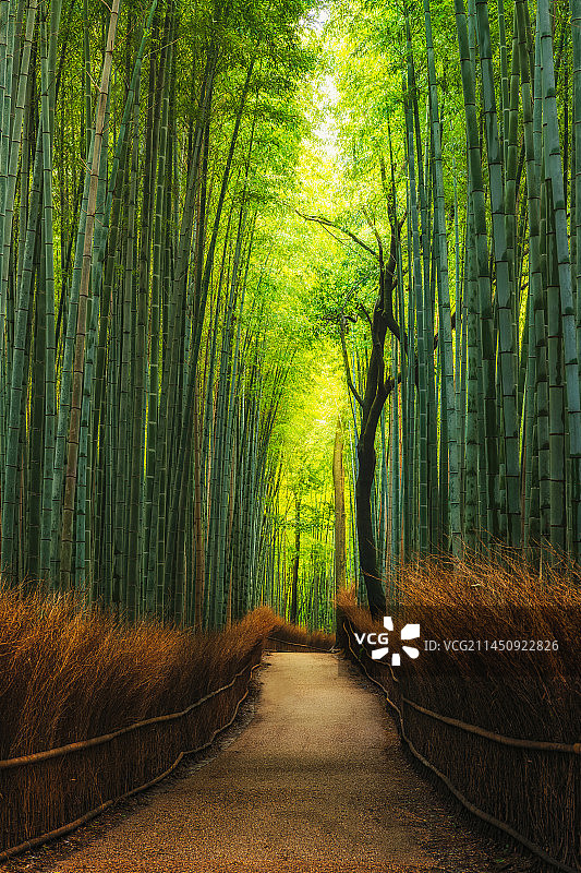 日本京都岚山嵯峨野（竹林小径）夏季竹林风光图片素材