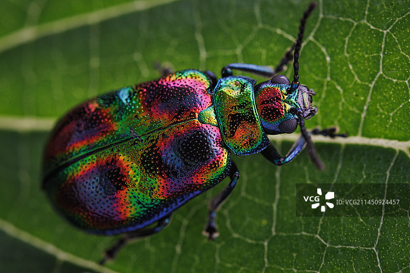 临安东天目山黄腹丽萤叶甲图片素材