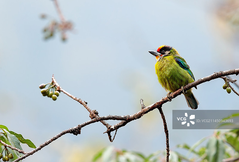 金喉拟啄木鸟《青葱岁月》图片素材
