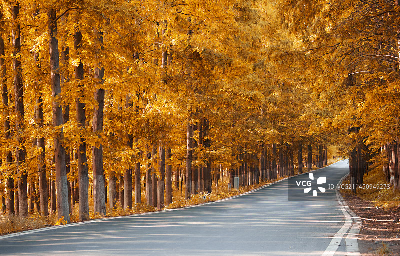 塘下公路水杉林-金色-08图片素材