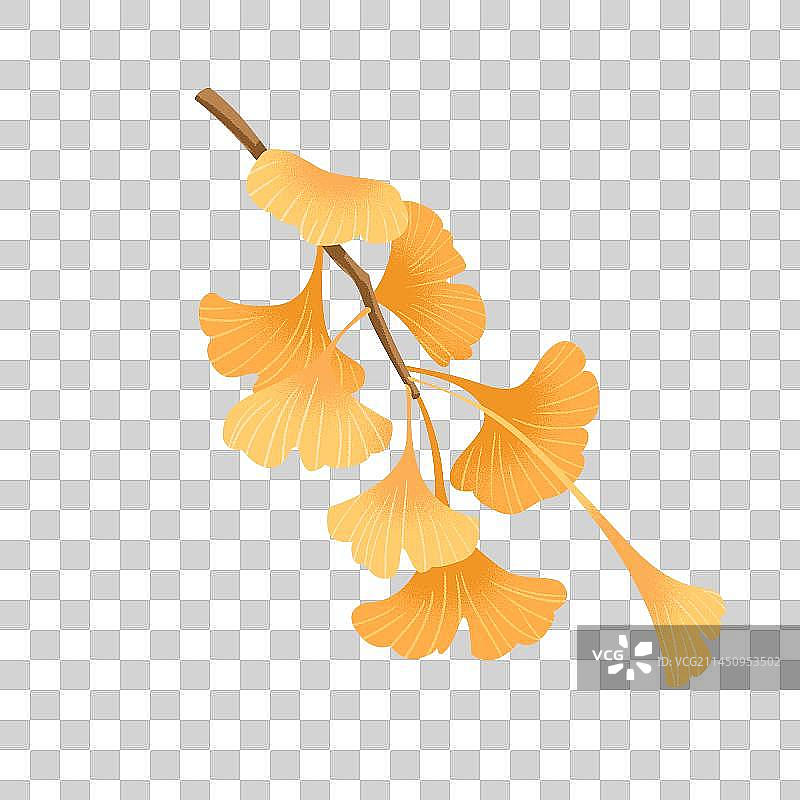 秋季银杏叶素材图片素材