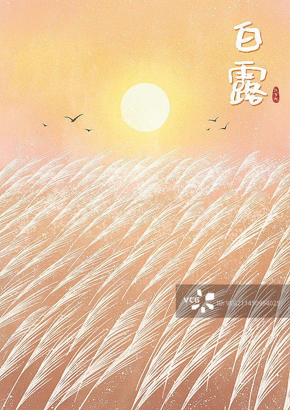 节气插画秋白露芦苇图片素材