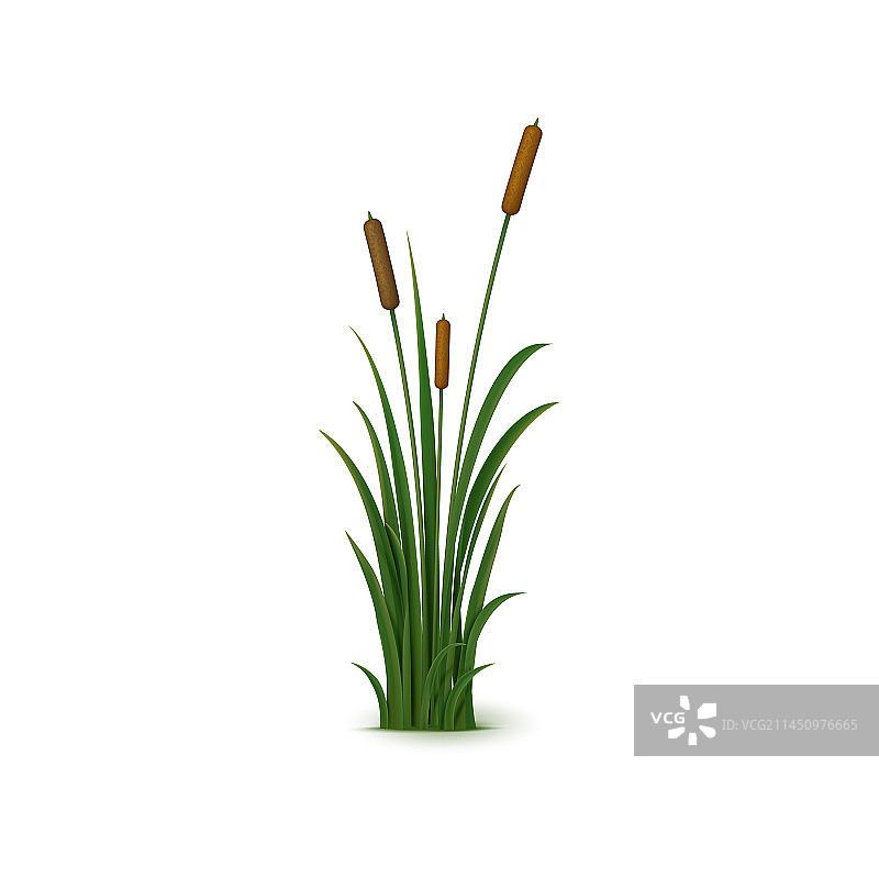 逼真芦苇草和羽毛状种子头图片素材