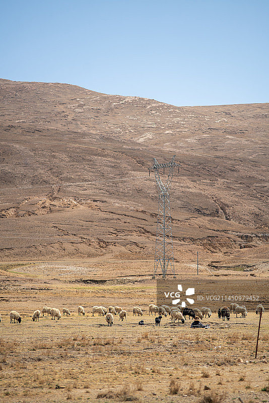 西藏日喀则到定日县318国道沿途牧区羊群图片素材