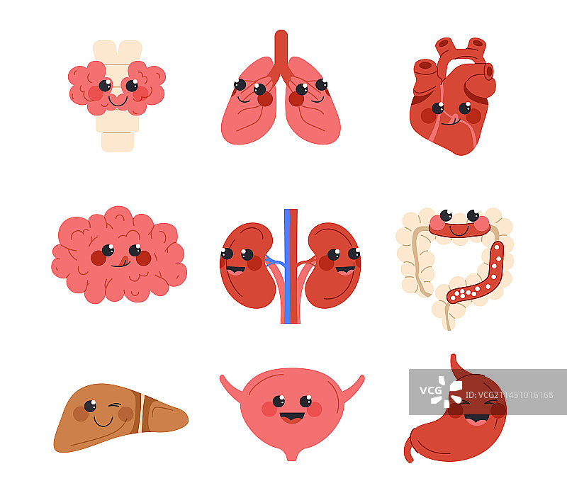 可爱的人体内部器官集合图片素材
