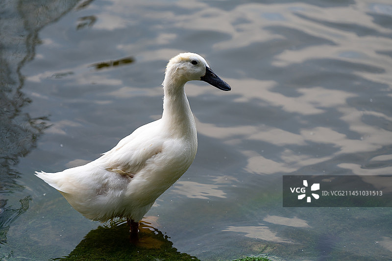 乌嘴白鸭图片素材