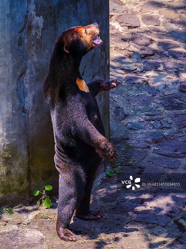 杭州动物园与人互动“马来熊”图片素材