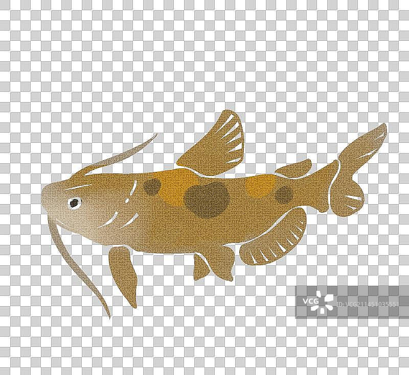 黄甲鱼图片素材