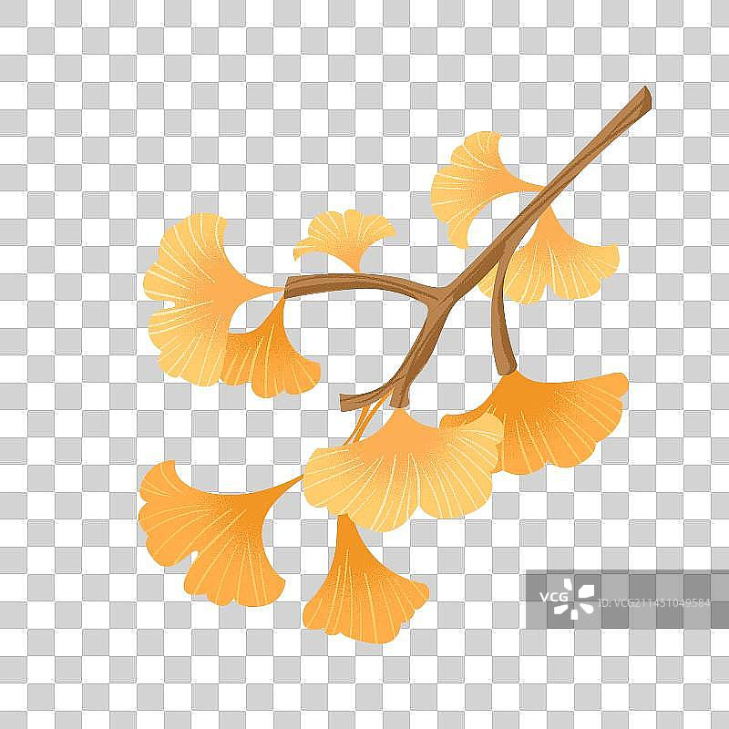 秋季银杏叶素材图片素材