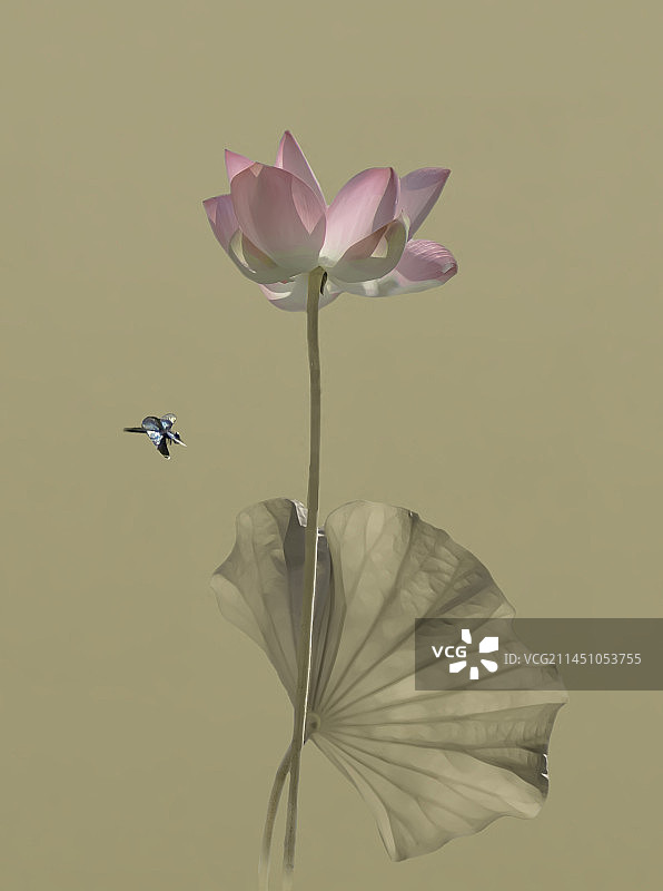 荷花诱图片素材