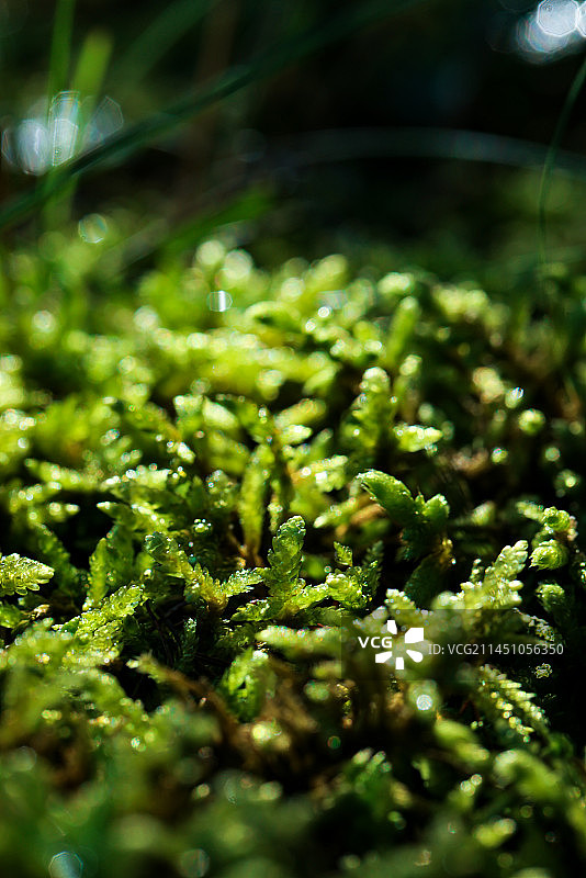 低视角的青苔图片素材