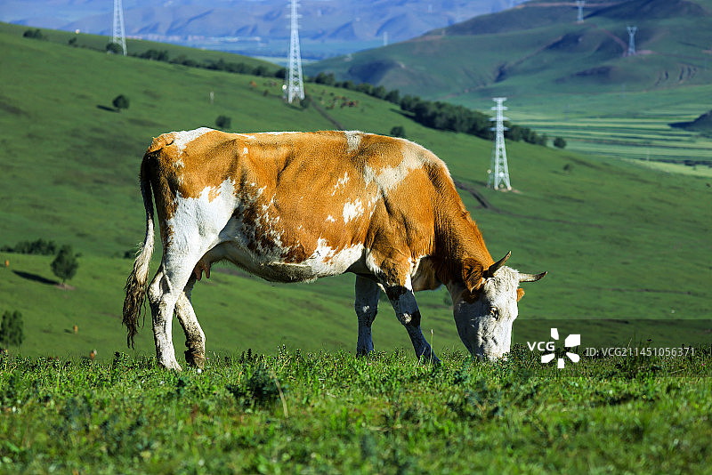 草地上食草的牛图片素材