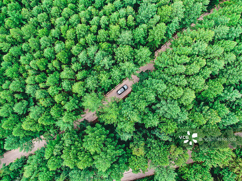 汽车在广阔的森林中行驶图片素材
