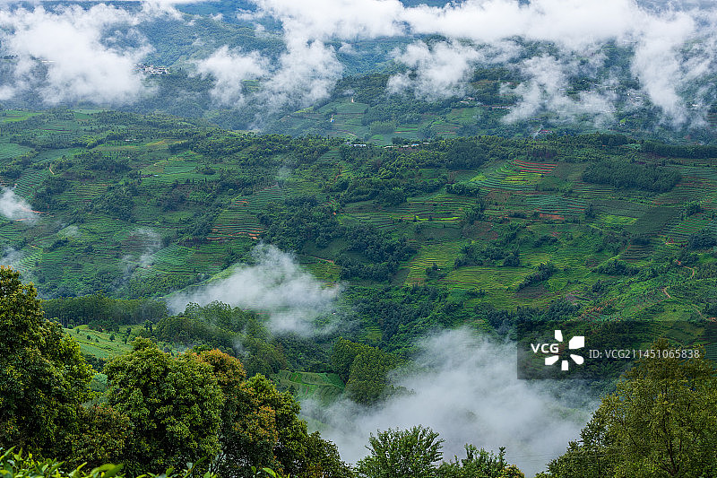云南省普洱市澜沧县景迈山茶山风光图片素材