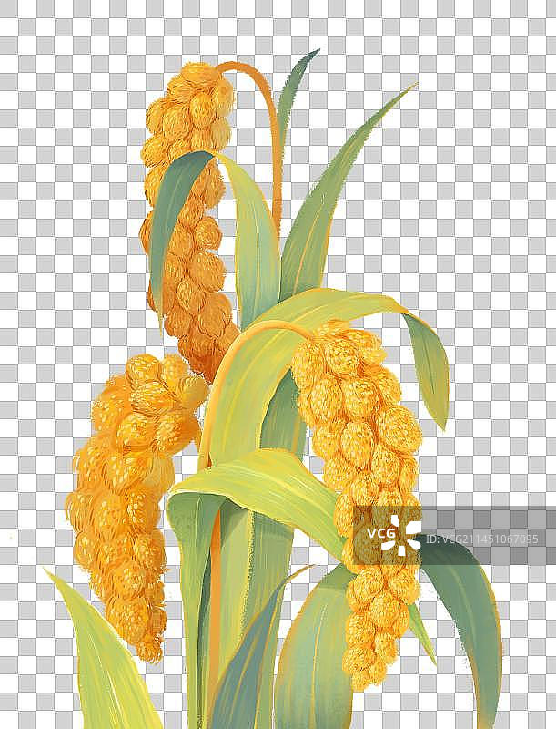 秋分节气插画丰收的稻米小米成熟插画元素图片素材