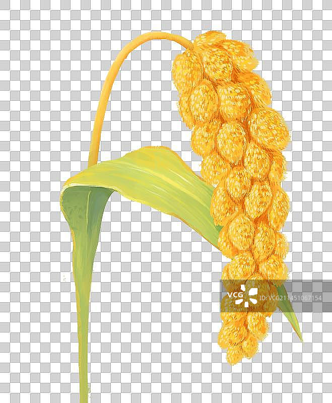 秋分节气插画丰收的稻米小米成熟插画元素图片素材
