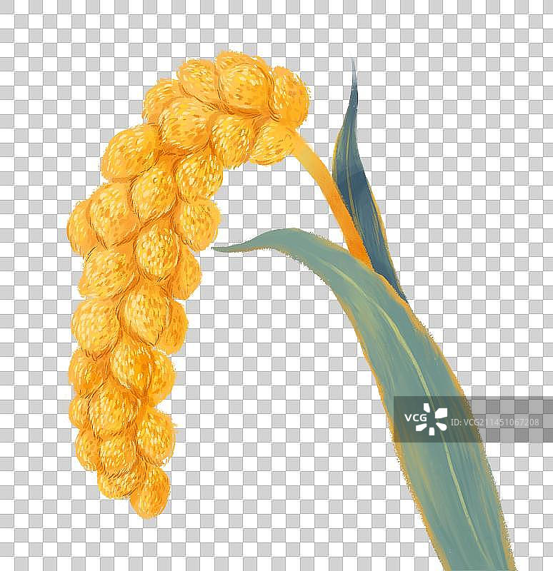 秋分节气插画丰收的稻米小米成熟插画元素图片素材