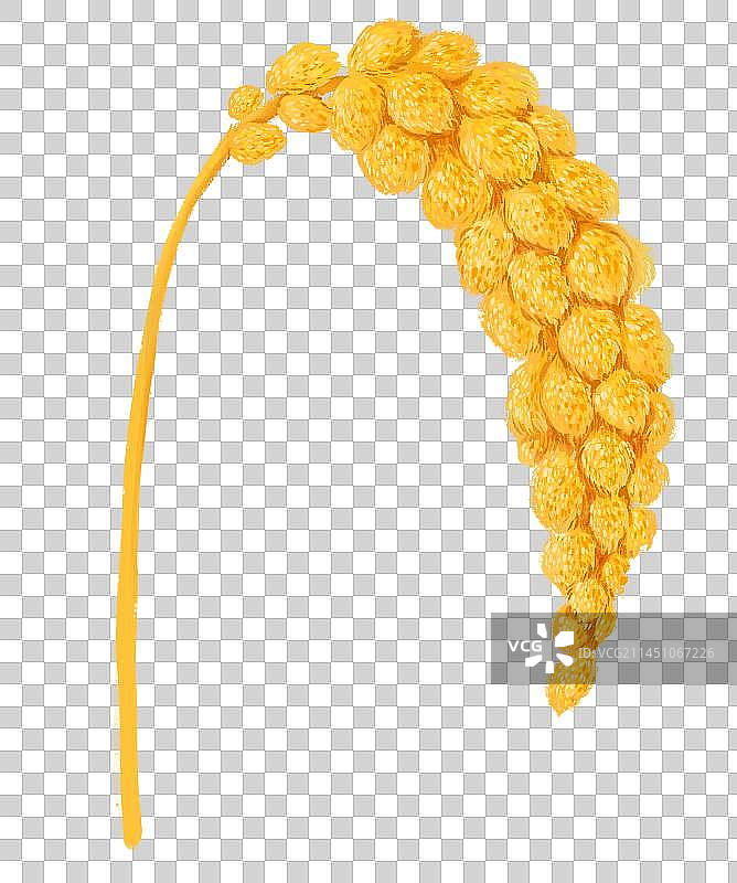 秋分节气插画丰收的稻米小米成熟插画元素图片素材