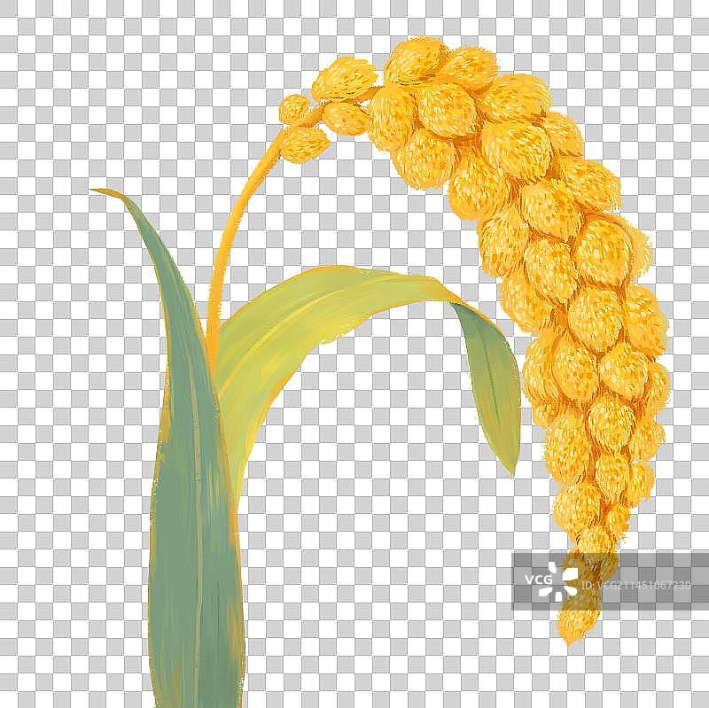 秋分节气插画丰收的稻米小米成熟插画元素图片素材