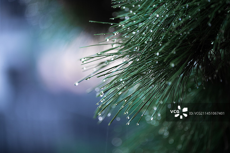 雨中的黑松针页图片素材
