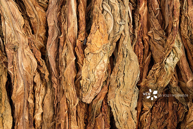 农民土法晒制的烟叶图片素材