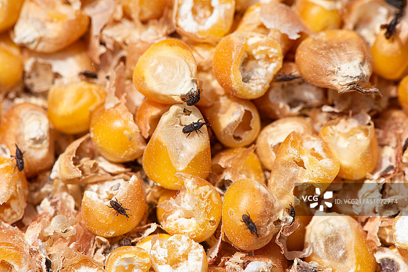 农作物害虫米象啃食玉米图片素材