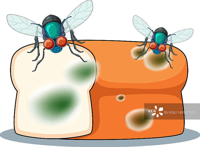 腐烂的面包与苍蝇图片素材