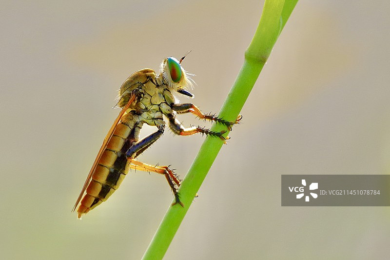 黄蜂 马蜂类昆虫微距特写图片素材