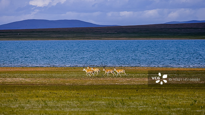 高原精灵藏羚羊20230722图片素材
