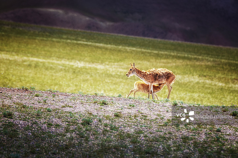藏羚羊图片素材