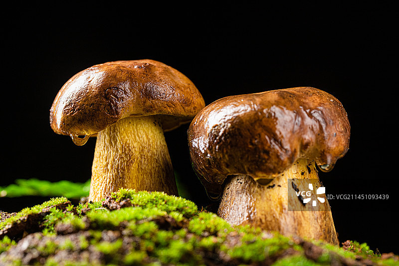 云南野生菌 牛肝菌 黄牛肝 蘑菇图片素材
