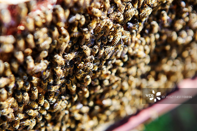 辛勤劳作的蜜蜂图片素材