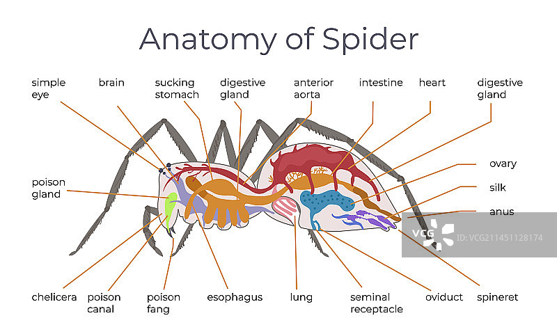 蜘蛛结构扁平化信息图图片素材