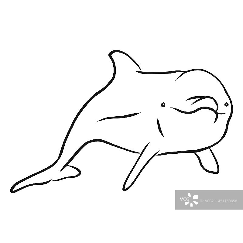 宽吻海豚素描图片素材