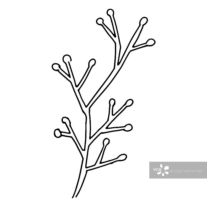 自然树枝线条艺术图片素材