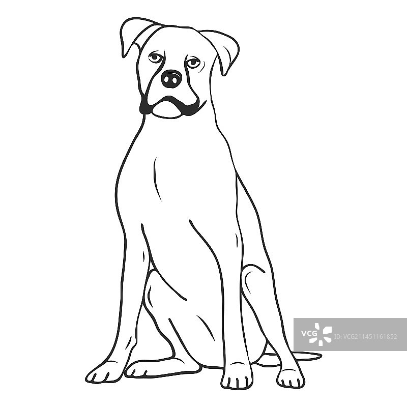 拳师犬抚摸图片素材