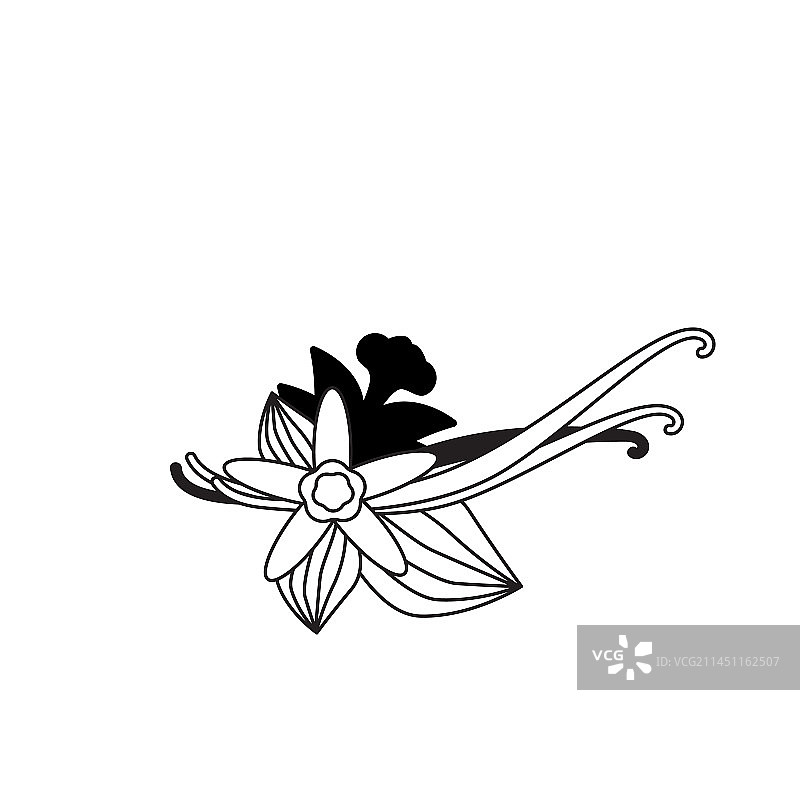 香草豆荚图标：兰花豆荚干香草醛图片素材