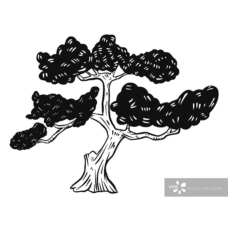 盆景树黑白图片素材