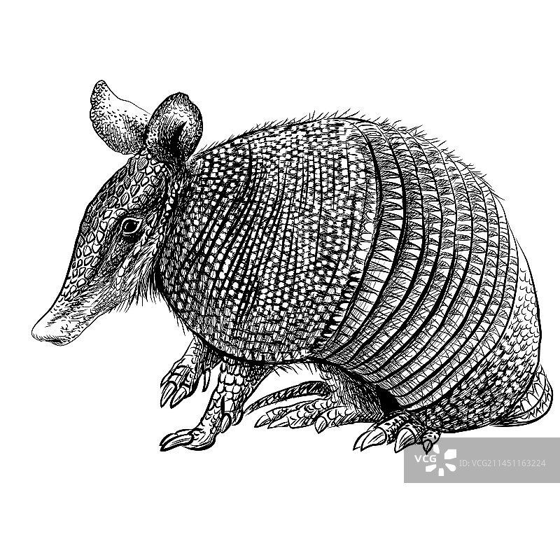 九带犰狳图形画像图片素材