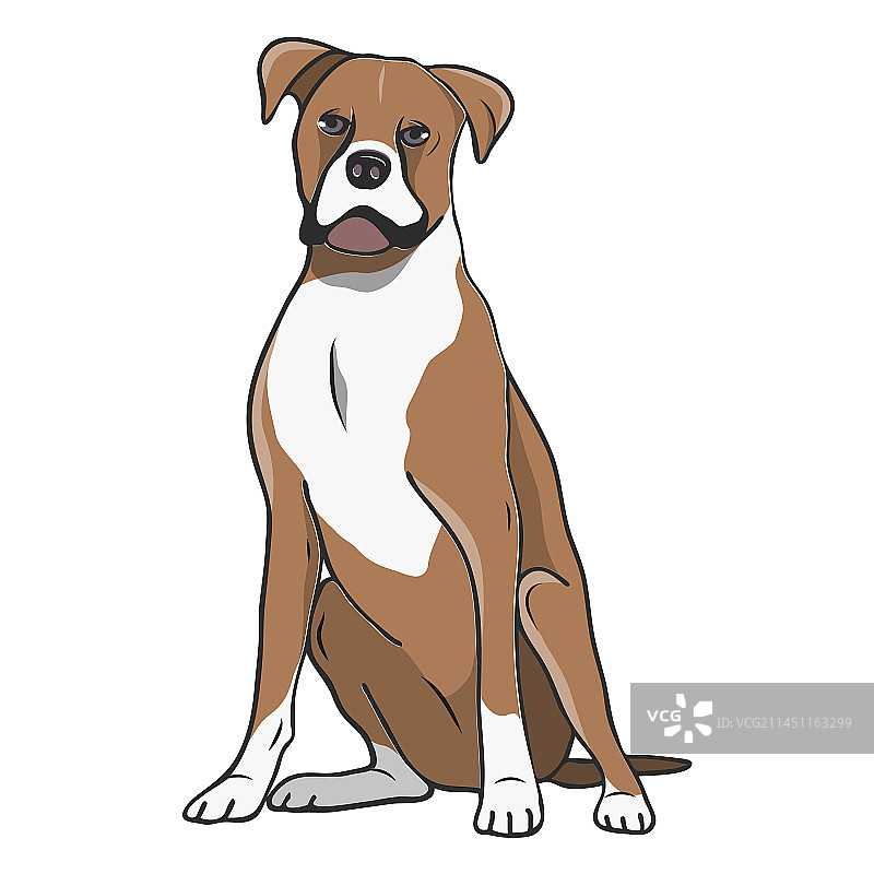 拳师犬图片素材