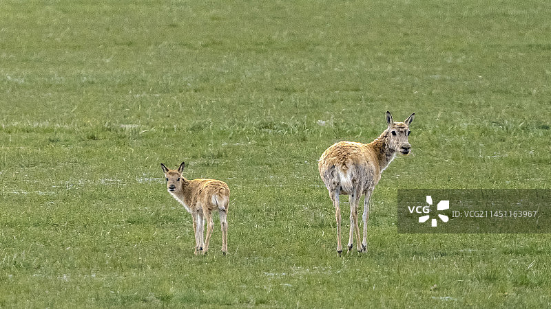 母子情深--高原精灵藏羚羊20230722图片素材