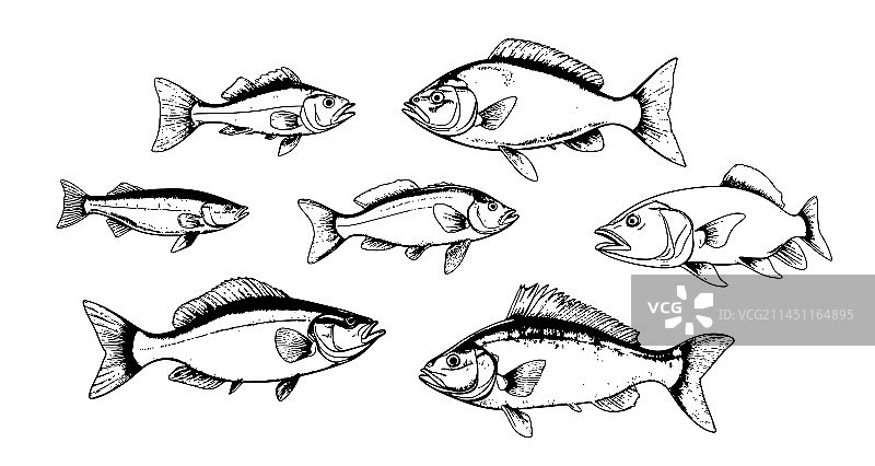 手绘鱼类素描渔图片素材