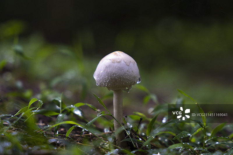 雨后树林里的野蘑菇图片素材